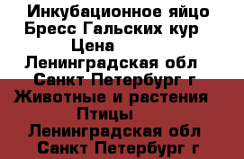 Инкубационное яйцо Бресс Гальских кур › Цена ­ 100 - Ленинградская обл., Санкт-Петербург г. Животные и растения » Птицы   . Ленинградская обл.,Санкт-Петербург г.